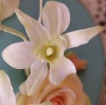 IMGP8341 (685×684) (2)